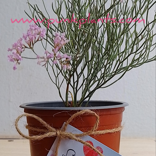 Limonium insigne